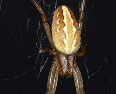 Neoscona moreli