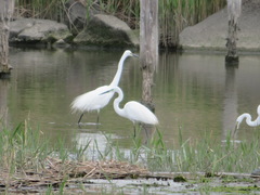Ardea alba