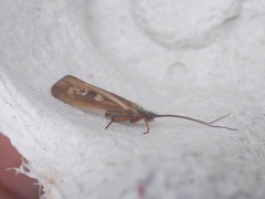 Limnephilus auricula