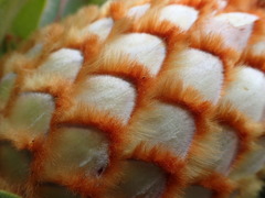 Protea holosericea