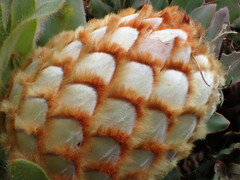 Protea holosericea