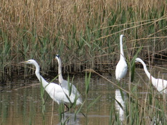 Ardea alba