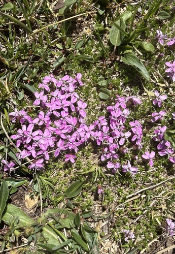 Moss Campion