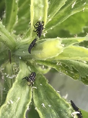 Hippodamia variegata