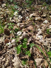 Arabidopsis arenosa