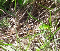 Xanthogramma citrofasciatum