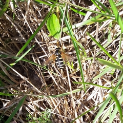 Xanthogramma citrofasciatum