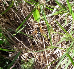 Xanthogramma citrofasciatum