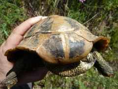 Testudo hermanni boettgeri