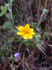 Pseudobahia heermannii