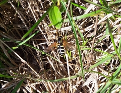 Xanthogramma citrofasciatum