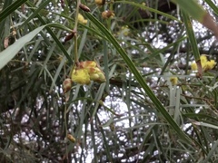 Acacia iteaphylla