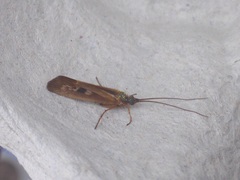 Limnephilus auricula