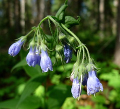 Mertensia paniculata paniculata