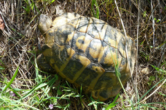 Testudo hermanni boettgeri