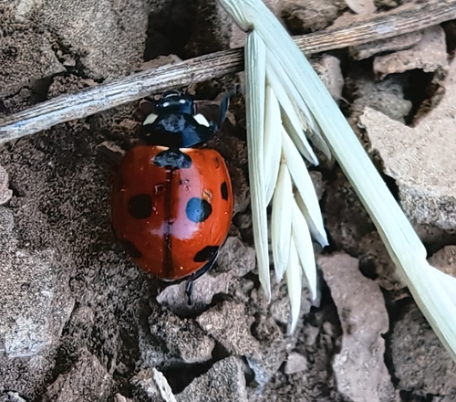 Algerian Seven-spotted Lady Beetle