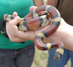 Lampropeltis gentilis