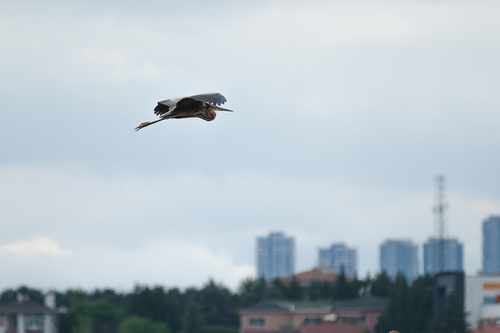 iNaturalist image