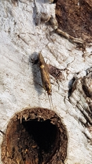 Esperia sulphurella