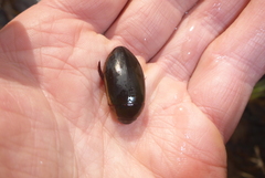 Dytiscus fasciventris