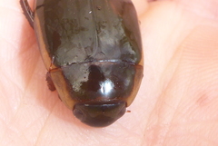Dytiscus fasciventris