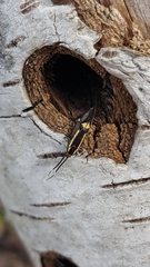 Esperia sulphurella