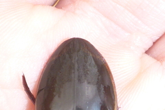 Dytiscus fasciventris