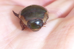 Dytiscus fasciventris