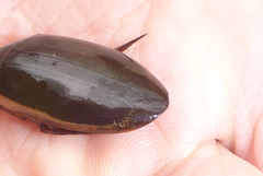Dytiscus fasciventris