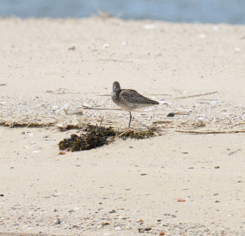 Willet