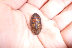 Dytiscus fasciventris