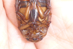 Dytiscus fasciventris
