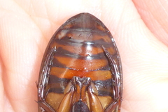 Dytiscus fasciventris