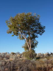Corymbia terminalis