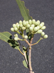 Corymbia terminalis
