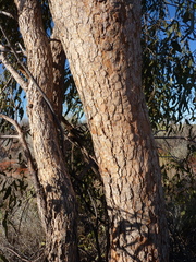 Corymbia terminalis
