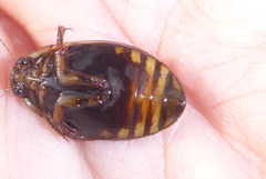 Acilius semisulcatus