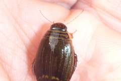 Acilius semisulcatus