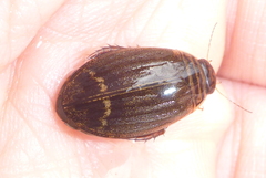Acilius semisulcatus