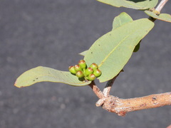 Corymbia aspera