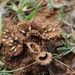 Allodontermes tenax - Photo (c) nickypegg, alguns direitos reservados (CC BY-NC)