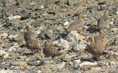 Pterocles coronatus
