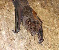 Phyllostomus hastatus