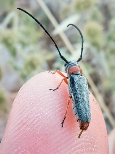 Phytoecia melanocephala