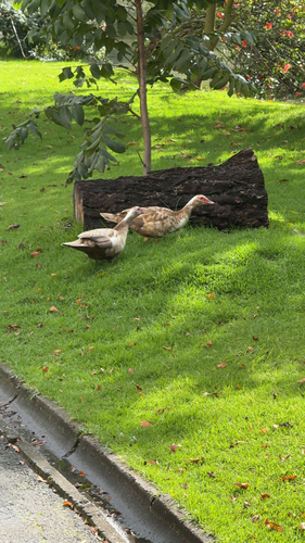 Muscovy Duck