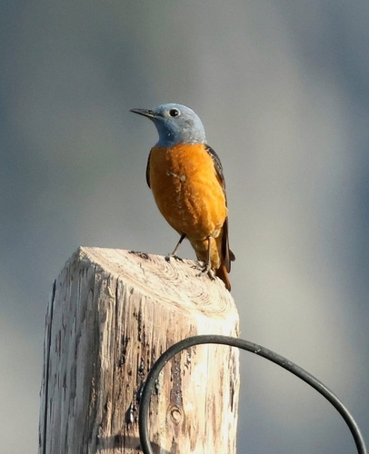 Roquero rojo (Monticola saxatilis)