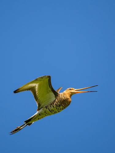 iNaturalist image