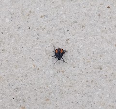 Euthyrhynchus floridanus