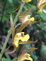 Tainia dunnii