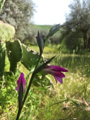 Gladiolus italicus